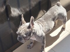 Bulldog francez femela