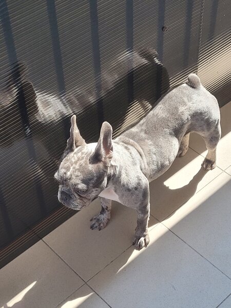Bulldog francez femela