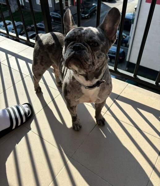 Bulldog francez femela