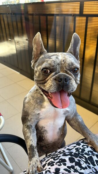 Bulldog francez femela