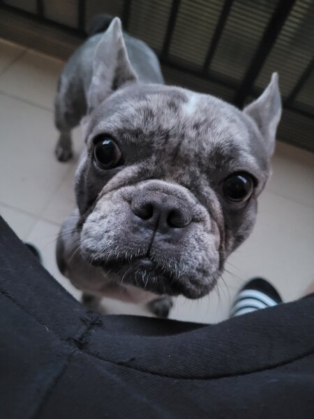 Bulldog francez femela