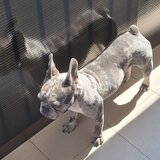 Bulldog francez femela